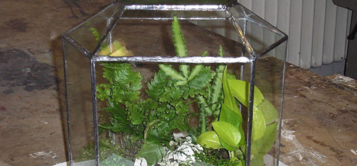 A glass box that has been soldered along the edges with plants inside the box