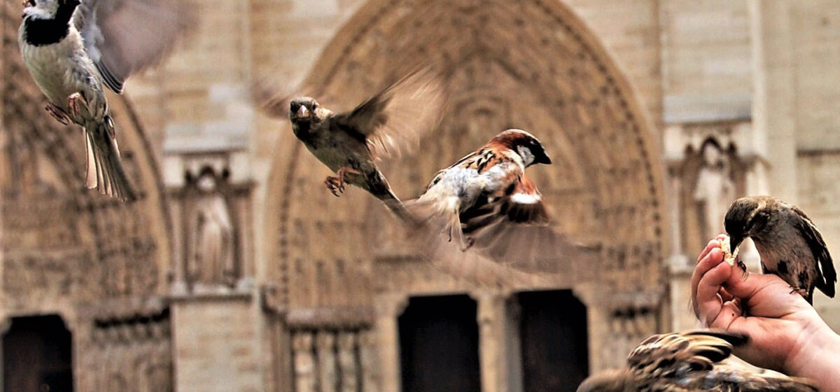 Four birds are in flight, whilst one bird is perched on a hand. The background is blurred but looks regal, as if a church is behind them.