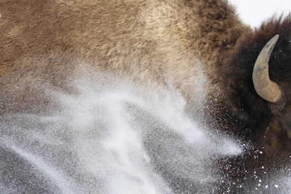 A brown bison plows through the snow, the white flakes spray up and settle in it's fur