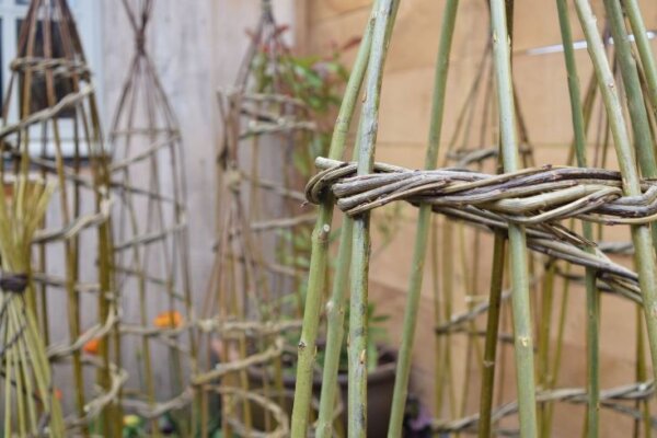 Willow plant supports by a garden shed