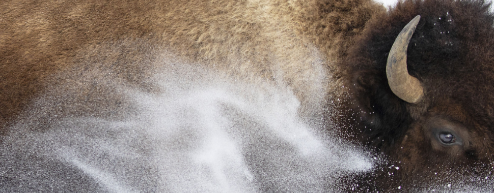 A brown bison plows through the snow, the white flakes spray up and settle in it's fur